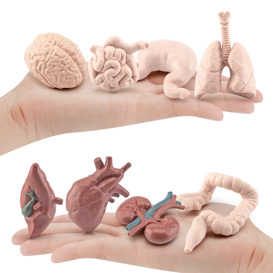Realistic Human Organs Ancient - Kids Toys Egypt review and price